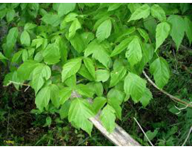 Acer negundo 12/14 maceta                         