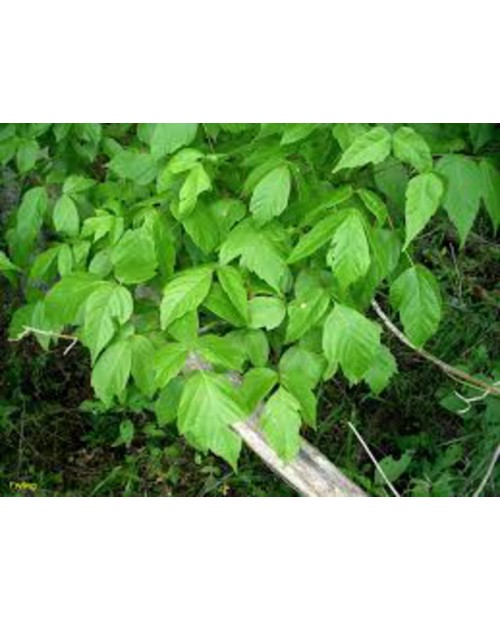 Acer negundo 12/14 maceta                         