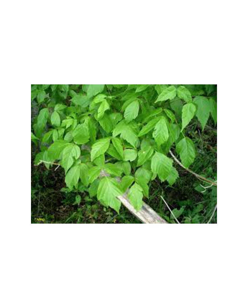 Acer negundo 12/14 maceta                         