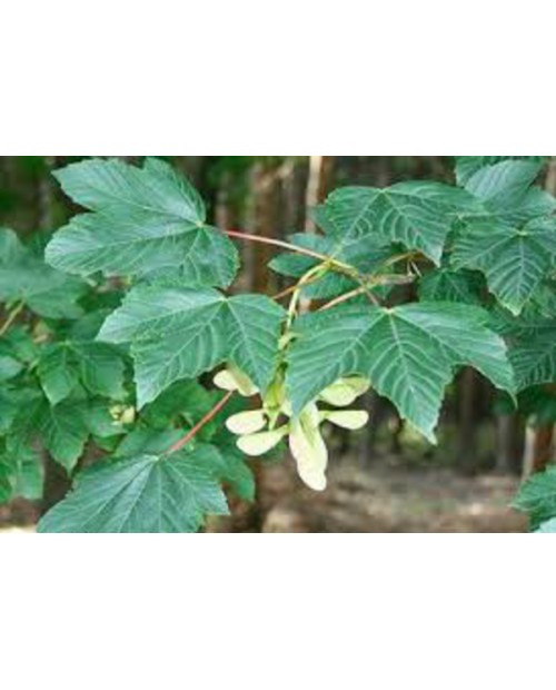 Acer pseudoplatanus 12/14 maceta                  