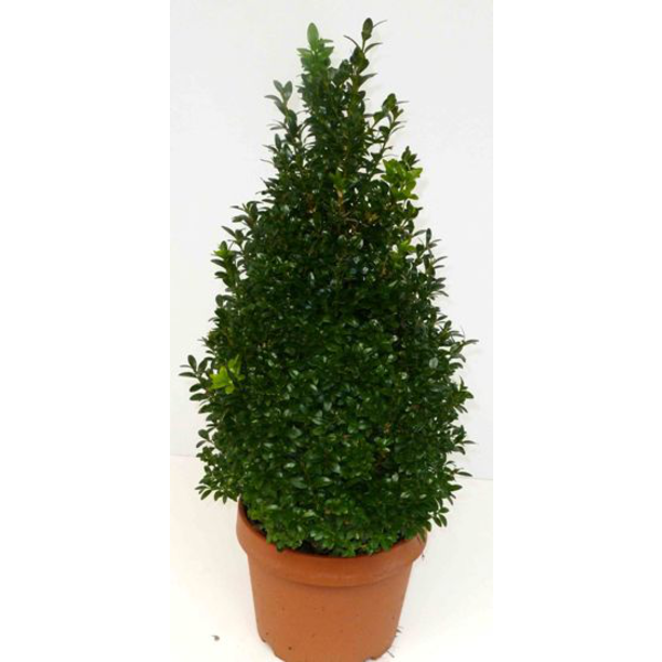 Buxus sempervivens piramidal m25 80cm             