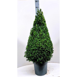 Buxus sempervivens piramidal m25 80cm             