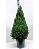Buxus sempervivens piramidal m25 80cm             