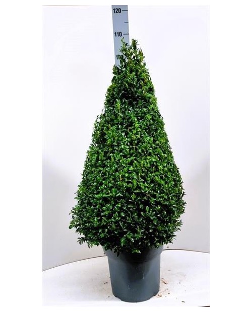 Buxus sempervivens piramidal m25 80cm             