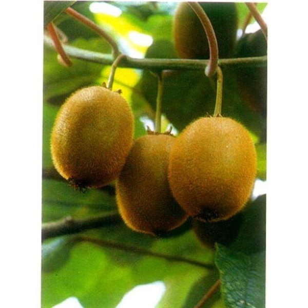 Kiwi macho - hembra (Hayward) m16 100cm           