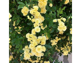 Rosal banksiae sin espinas                        