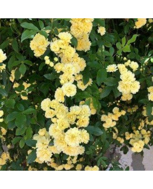 Rosal banksiae sin espinas                        