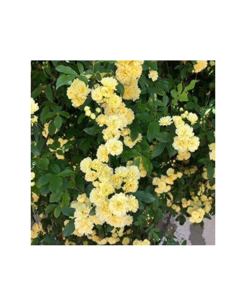 Rosal banksiae sin espinas                        