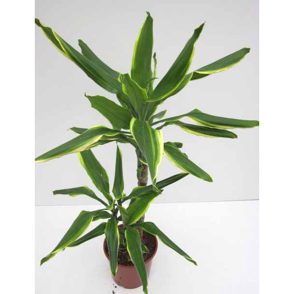 Dracaena gold coast 30/60/90                      