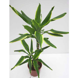 Dracaena gold coast 30/60/90                      