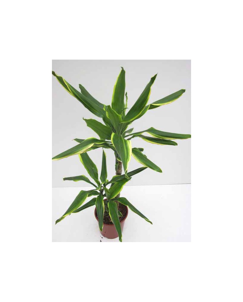 Dracaena gold coast 30/60/90                      