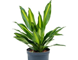 Dracaena fragans cintho 1 tronco m13              