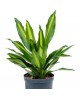 Dracaena fragans cintho 1 tronco m13              