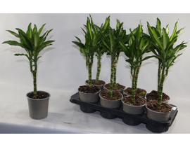 Dracaena fragans cintho 1 tronco m13              