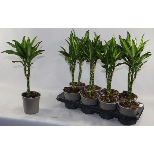 Dracaena fragans cintho 1 tronco m13              
