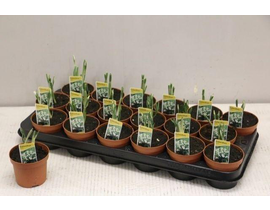 Galanthus nivalis 10                              