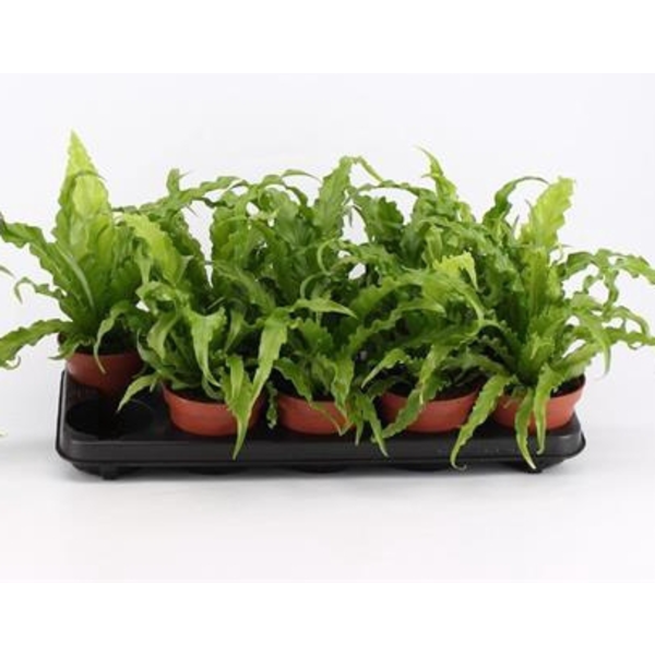 Asplenium antiqum osaka m12                       