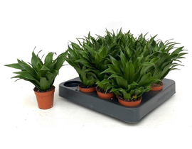 Dracaena compacta m6                              