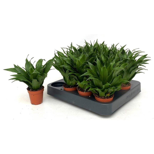 Dracaena compacta m6                              