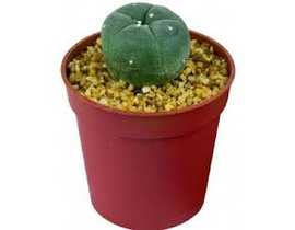 Cactus peyote m8.5 (lophophora williamsii)        