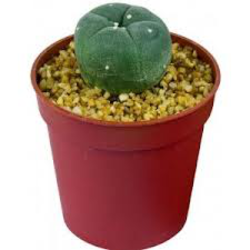 Cactus peyote m8.5 (lophophora williamsii)        