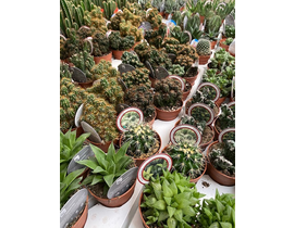 Cactus coleccion  8                               