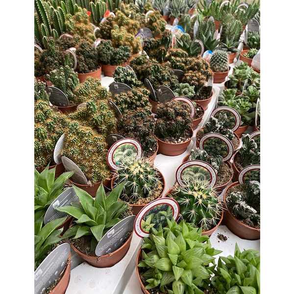 Cactus coleccion  8                               
