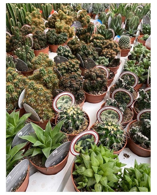 Cactus coleccion  8                               