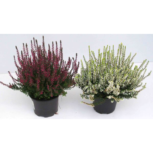 Calluna vulgaris 12                               