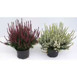 Calluna vulgaris 12                               