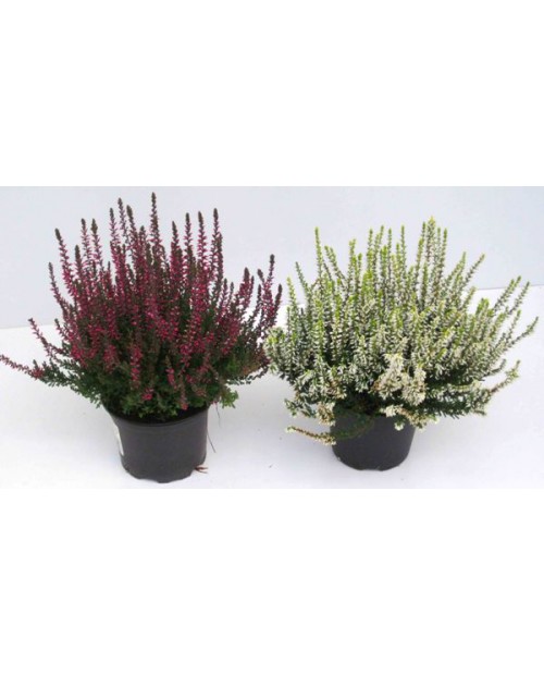 Calluna vulgaris 12                               