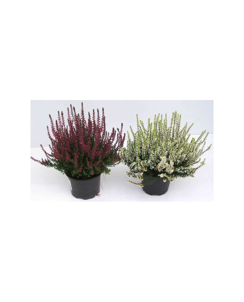 Calluna vulgaris 12                               