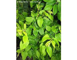 Carpinus betulus fastigiata 180/200 maceta        