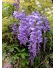 Wisteria sinensis m17                             