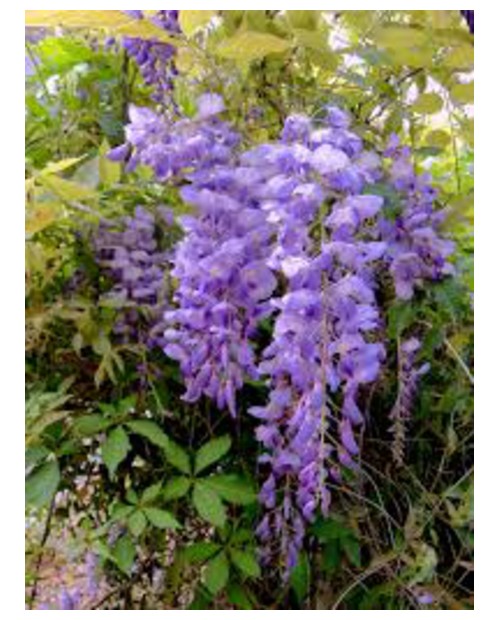 Wisteria sinensis m17                             