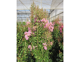 Lagerstroemia arbustiva 3lt                       