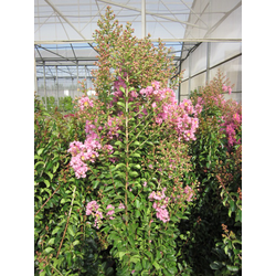 Lagerstroemia arbustiva 3lt                       