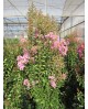 Lagerstroemia arbustiva 3lt                       