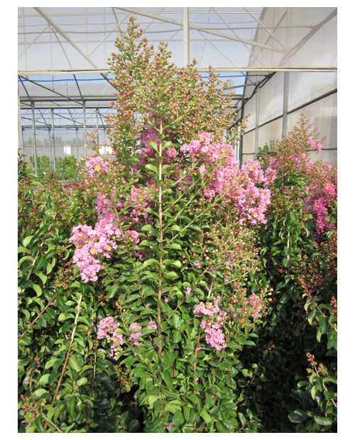Lagerstroemia arbustiva 3lt                       