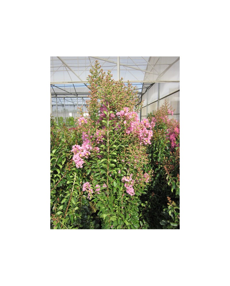 Lagerstroemia arbustiva 3lt                       