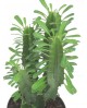 Euphorbia trigona m17                             