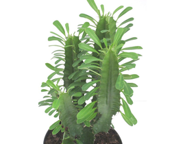 Euphorbia trigona m17                             