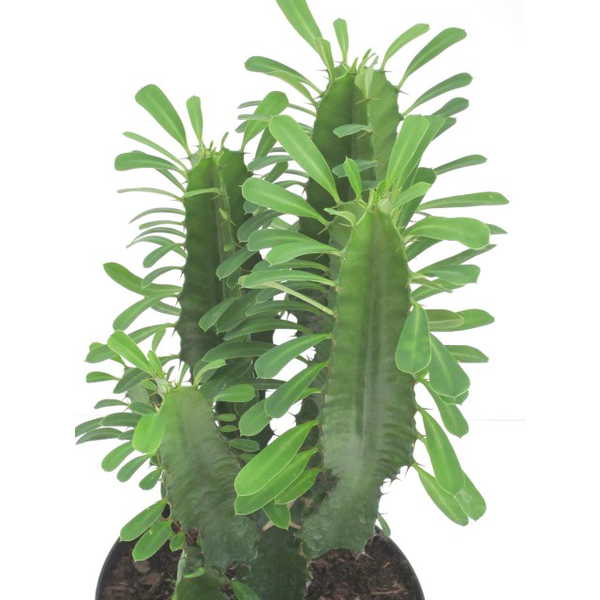 Euphorbia trigona m17                             