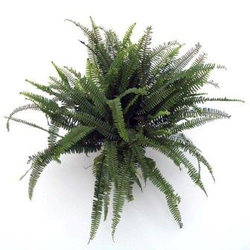 Helecho cordata m20                               