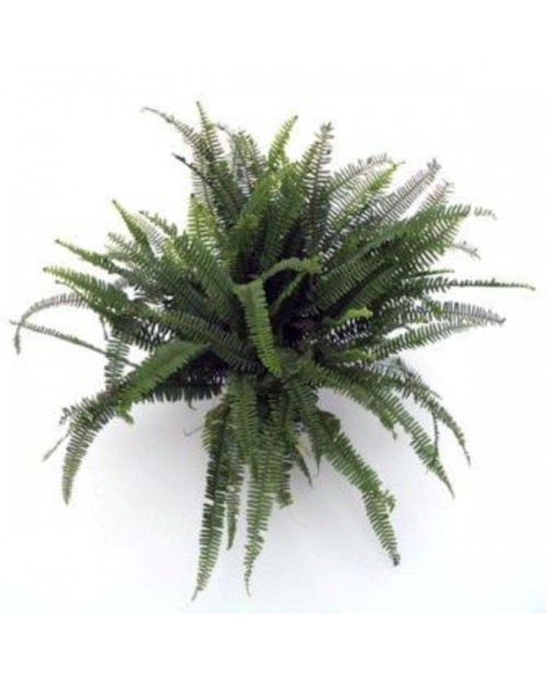 Helecho cordata m20                               