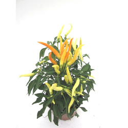 Capsicum guindilla m11                            