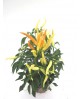 Capsicum guindilla m11                            