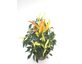 Capsicum guindilla m11                            