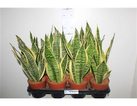 Sansevieria golden futura m12                     