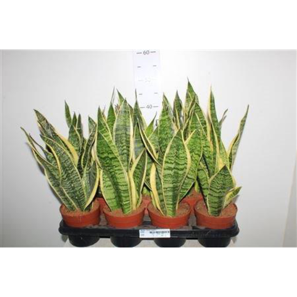 Sansevieria golden futura m12                     